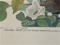 Audubon Print Plate XVII Carolina Turtle Dove
