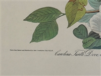 Audubon Print Plate XVII Carolina Turtle Dove