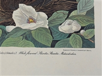Audubon Print Plate XVII Carolina Turtle Dove