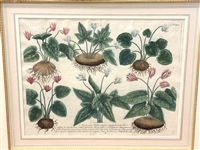 Johann Weinmann-Cyclamen Mezzotint Engraving Phytanthoza Iconographia