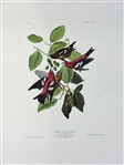 Pair Audubon Prints: White Winged Grossbill, Autumnal Warbler