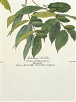 Pair Audubon Prints: White Winged Grossbill, Autumnal Warbler