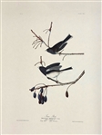 Pair Audubon Prints: Yellow Winged Sparrow, Snow Bird