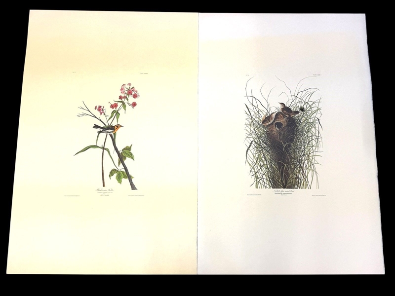 Pair Audubon Prints: Nuttalls Marsh Wren, Blackburnian Warbler