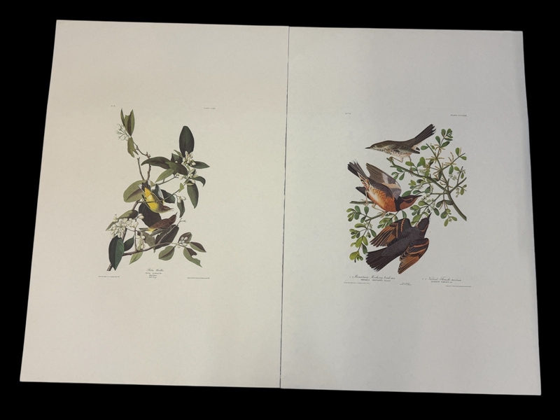 Pair Audubon Prints: Mtn. Mockingbird/Varied Thrush, Palm Warbler