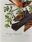 Pair Audubon Prints: Mtn. Mockingbird/Varied Thrush, Palm Warbler