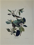 Pair Audubon Prints: Mtn. Mockingbird/Varied Thrush, Palm Warbler