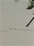 Pair Audubon Prints: Mtn. Mockingbird/Varied Thrush, Palm Warbler
