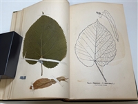 The Leaf Collectors Handbook by Charles Newhall 1902 With 100 Year+ Leaves