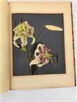 Francis Brinkley Japan Described and Illustrated by the Japanese Written by Eminent Japanese Authorities and Scholars 1897 First Edition 