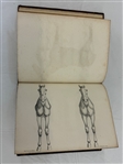 Richard Lawrence An Inquiry into the Structure and Animal Oeconomy of the Horse 1801 First Edition 