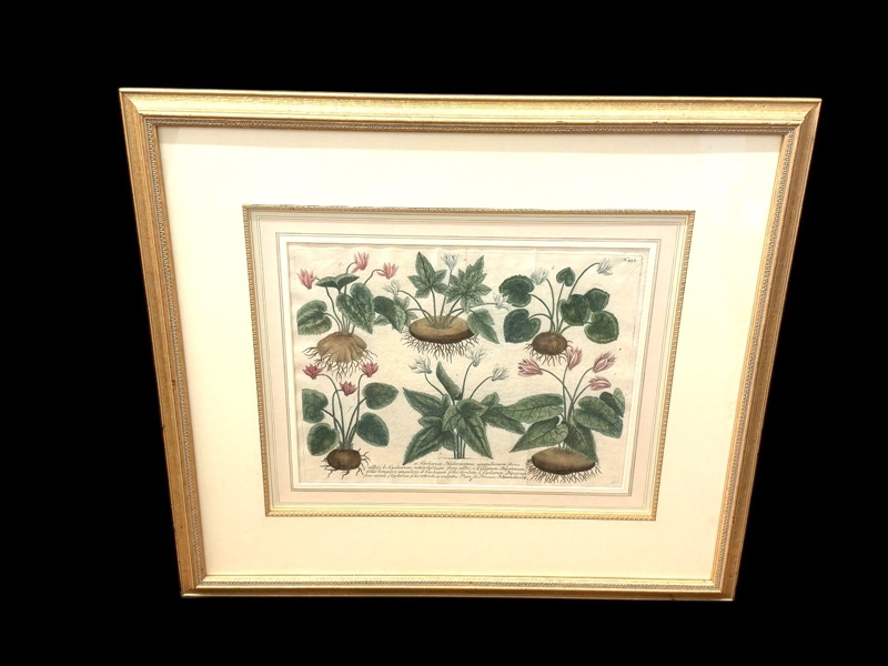Johann Weinmann-Cyclamen Mezzotint Engraving "Phytanthoza Iconographia"