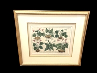 Johann Weinmann-Cyclamen Mezzotint Engraving "Phytanthoza Iconographia"