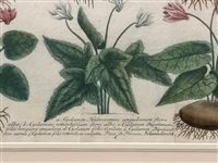 Johann Weinmann-Cyclamen Mezzotint Engraving Phytanthoza Iconographia