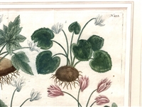 Johann Weinmann-Cyclamen Mezzotint Engraving Phytanthoza Iconographia