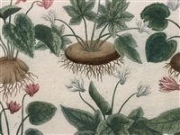 Johann Weinmann-Cyclamen Mezzotint Engraving Phytanthoza Iconographia