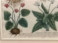 Johann Weinmann-Cyclamen Mezzotint Engraving Phytanthoza Iconographia