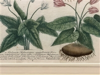 Johann Weinmann-Cyclamen Mezzotint Engraving Phytanthoza Iconographia