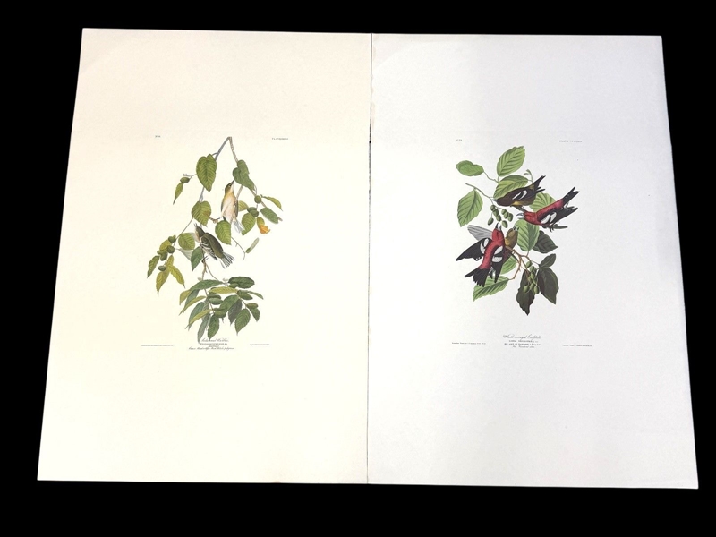 Pair Audubon Prints: White Winged Grossbill, Autumnal Warbler
