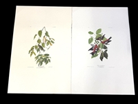 Pair Audubon Prints: White Winged Grossbill, Autumnal Warbler