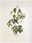 Pair Audubon Prints: White Winged Grossbill, Autumnal Warbler