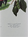Pair Audubon Prints: White Winged Grossbill, Autumnal Warbler