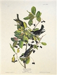 Pair Audubon Prints: Canada Warbler, Black Poll Warbler