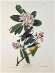 Pair Audubon Prints: Canada Warbler, Black Poll Warbler