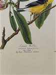 Pair Audubon Prints: Canada Warbler, Black Poll Warbler