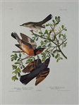 Pair Audubon Prints: Mtn. Mockingbird/Varied Thrush, Palm Warbler