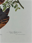 Pair Audubon Prints: Mtn. Mockingbird/Varied Thrush, Palm Warbler
