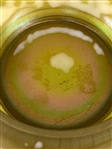 Northwood Iridescent Stretched Cupped Bowl